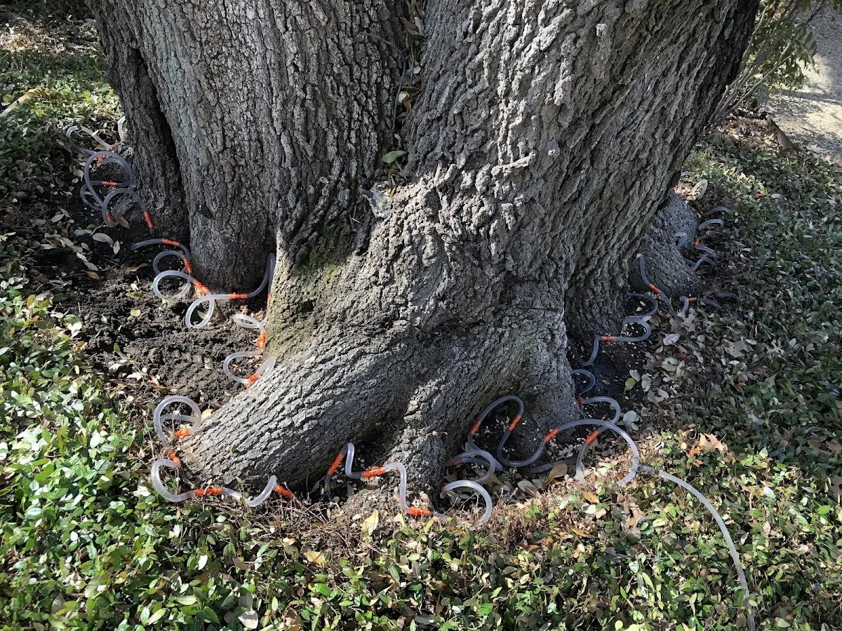 Detailed Tree Cabling and Bracing job site in Gordonsville