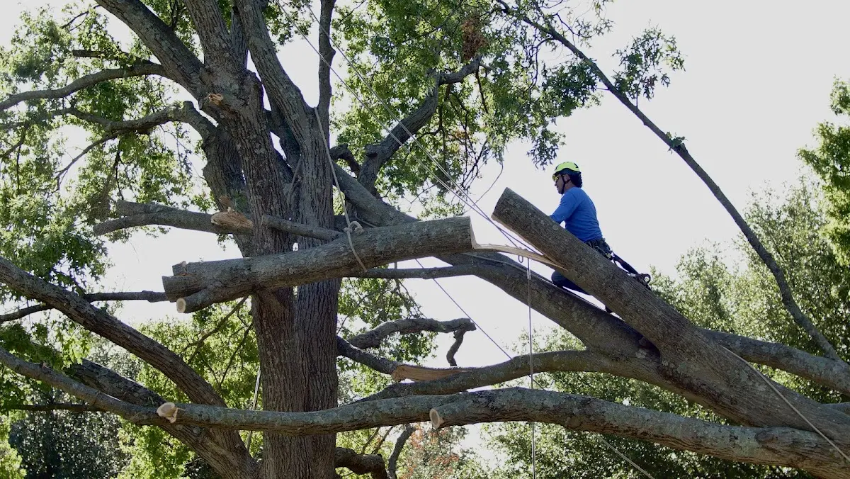 Professional Crown Thinning performed by certified arborists in Gordonsville
